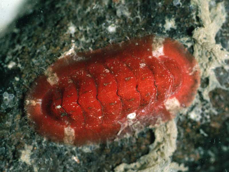 Callochiton septemvalvis